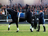 Der Hengst Lavauzalle AA (Fol Avril x Iole) ist mit 27 Nachkommen im Sport vertreten. (Foto: M. Schwöbel)
