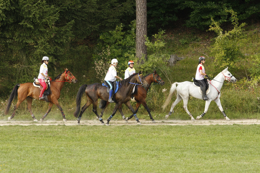 Distanzreiten - die Königsdiziplin arabischer Pferde